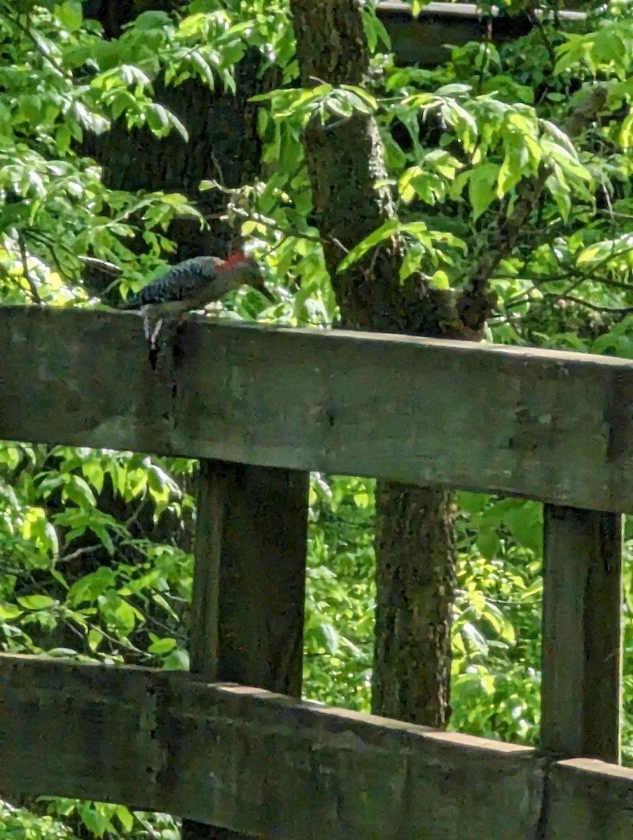 Red-bellied Woodpecker - ML619005900