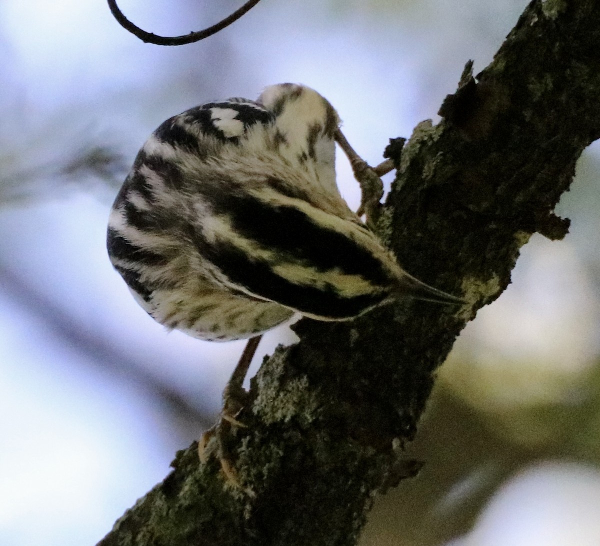 Black-and-white Warbler - ML619005906