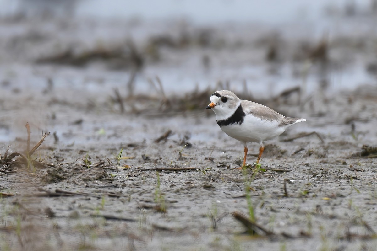 Piping Plover - ML619005929