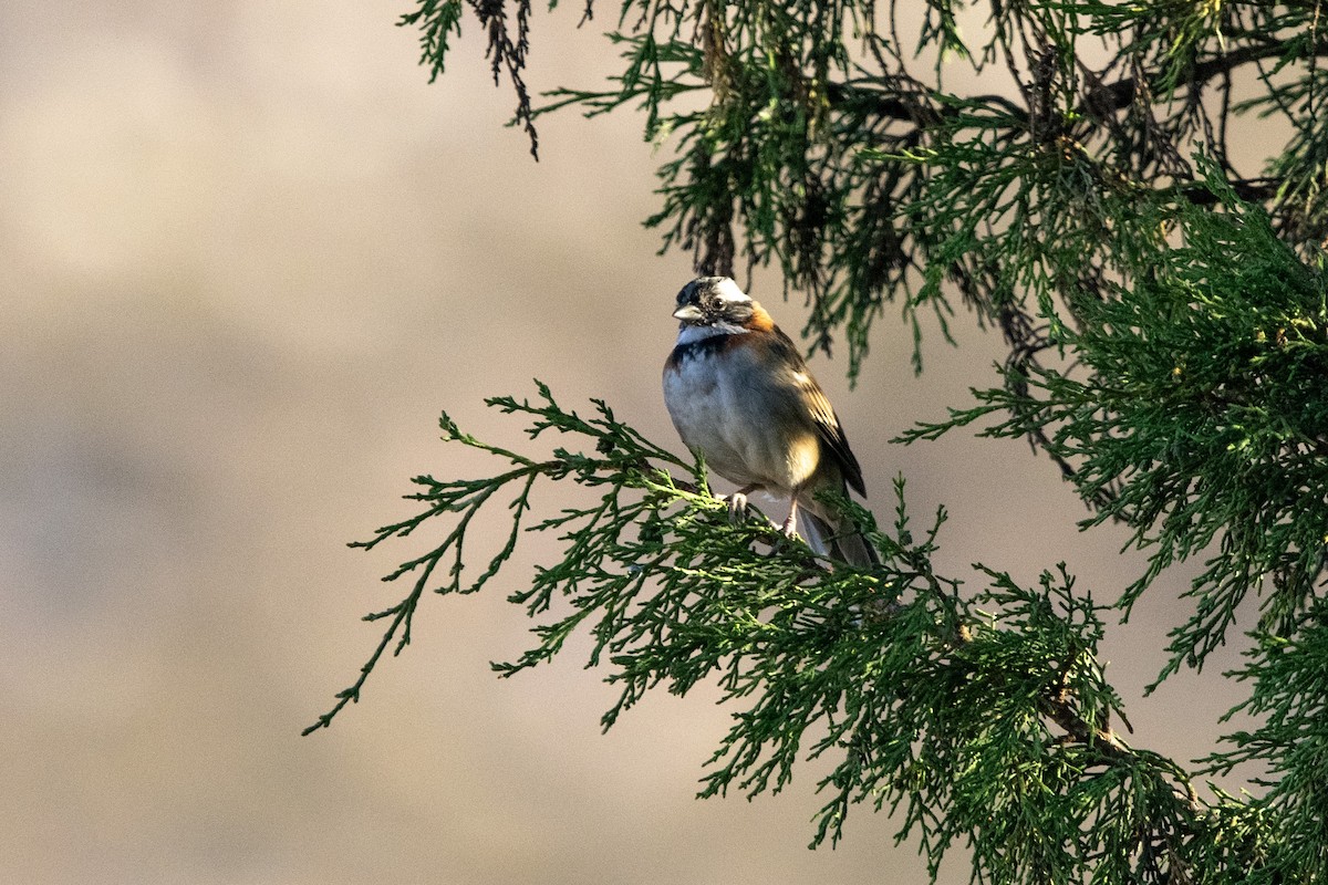 Rufous-collared Sparrow - ML619005931