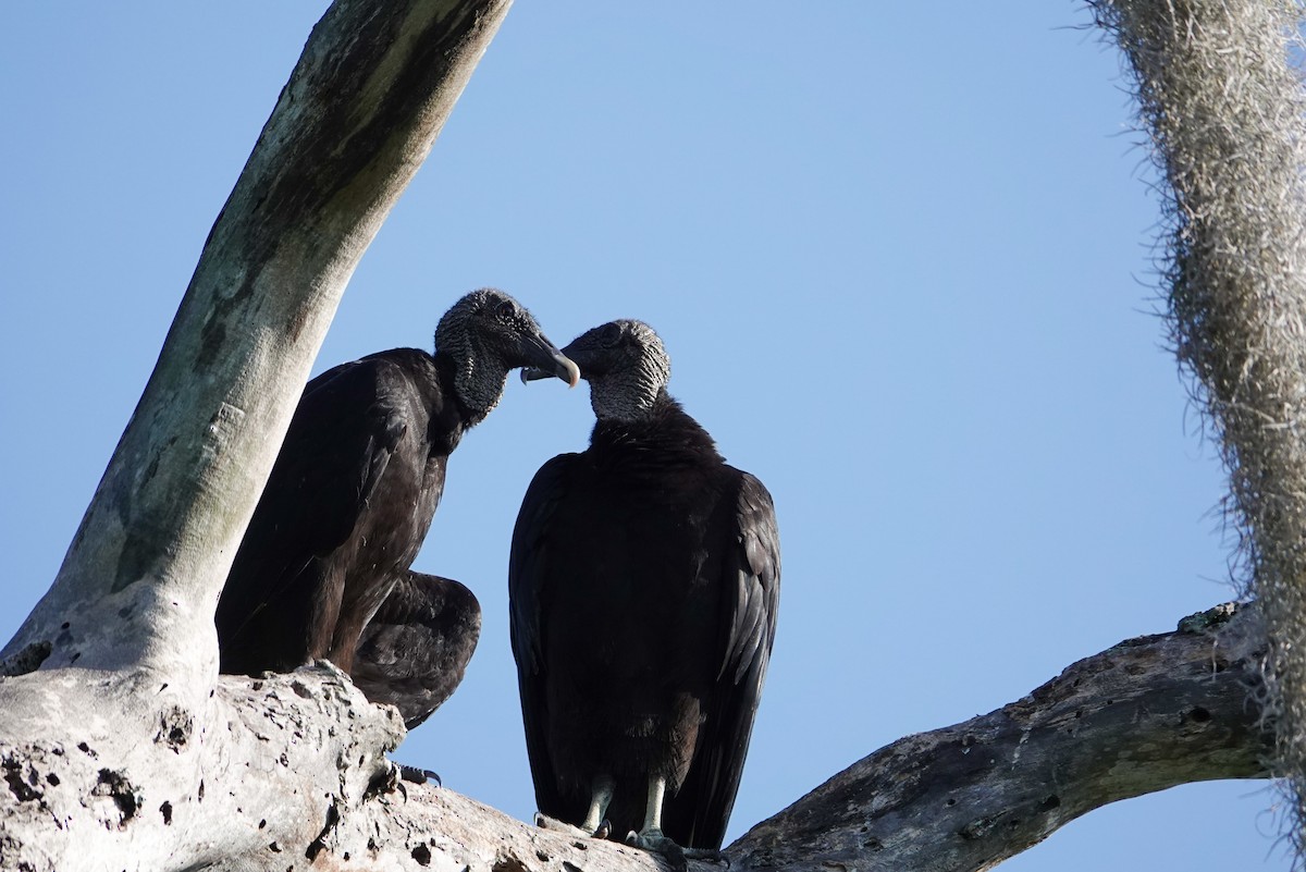 Black Vulture - Michon Floreani