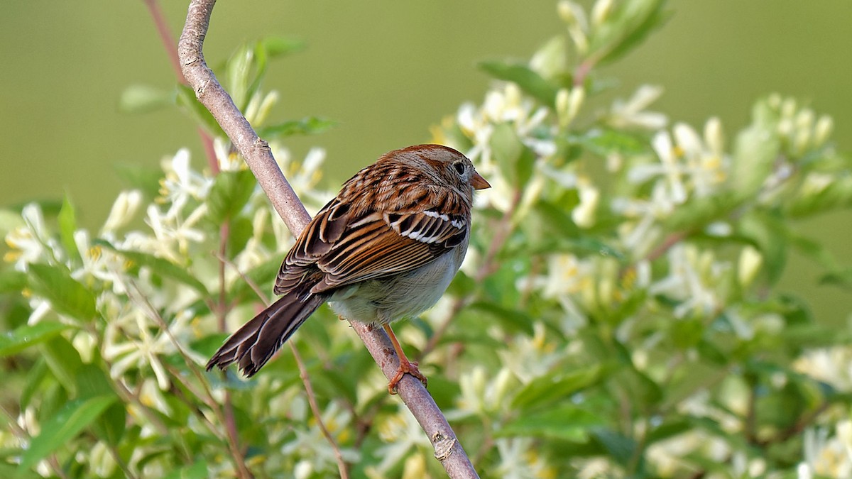 Field Sparrow - Craig Becker