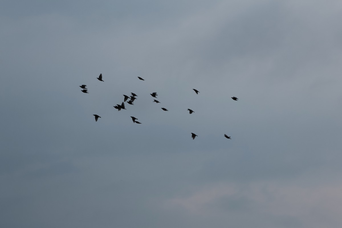 European Starling - Krishen Greenwell