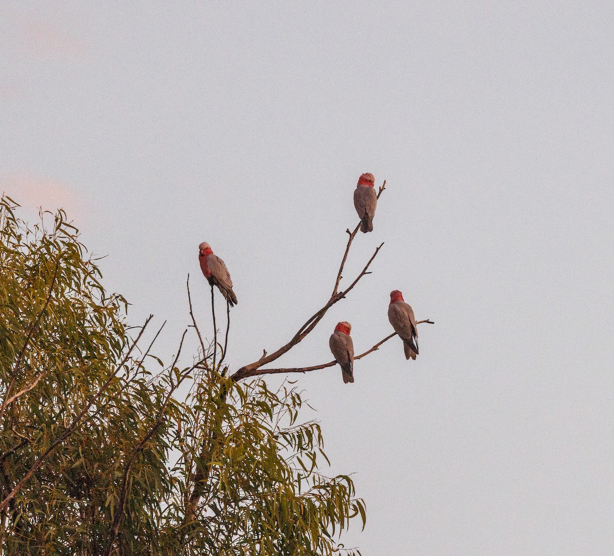 kakadu růžový - ML619005964