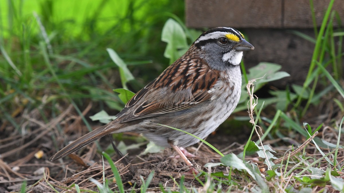 White-throated Sparrow - Marc Poirier