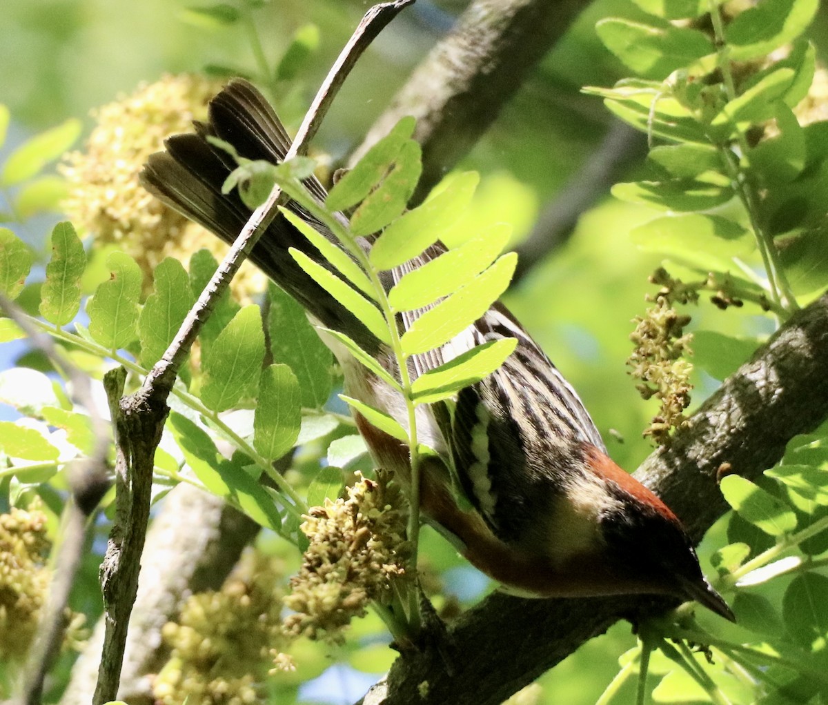 Bay-breasted Warbler - ML619005979