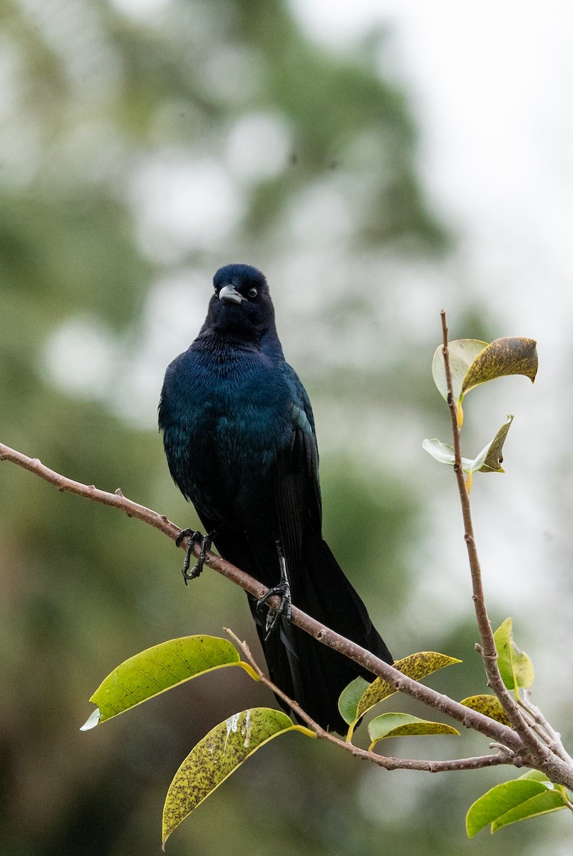 Boat-tailed Grackle - ML619006000