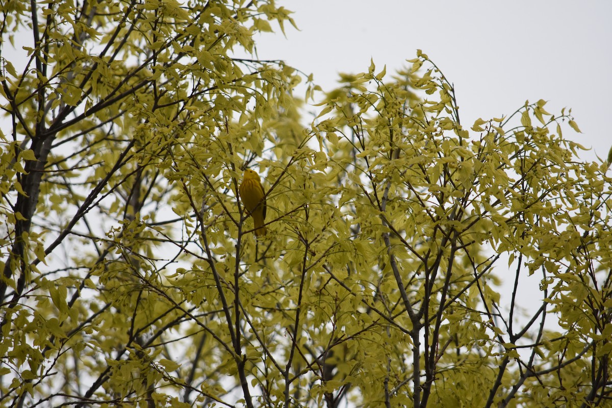 Yellow Warbler - Charlie Ripp