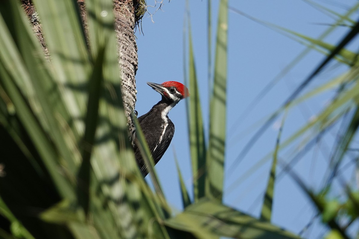 Pileated Woodpecker - Michon Floreani