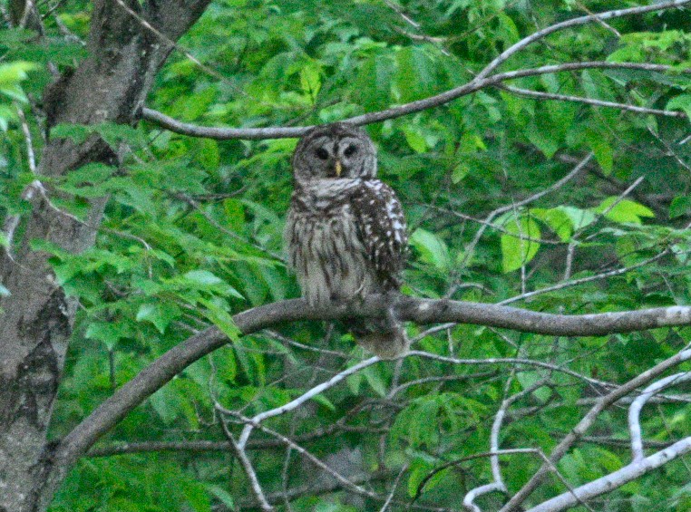 Barred Owl - ML619006059