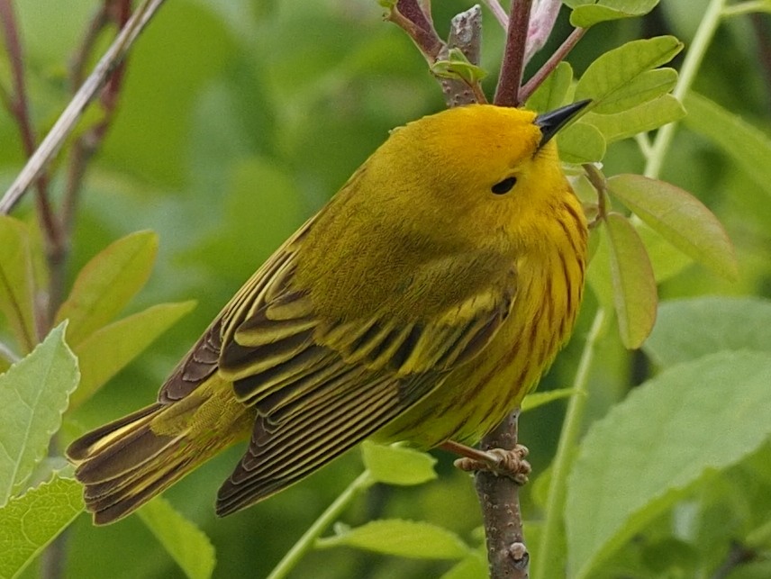 Yellow Warbler - Milton Paul