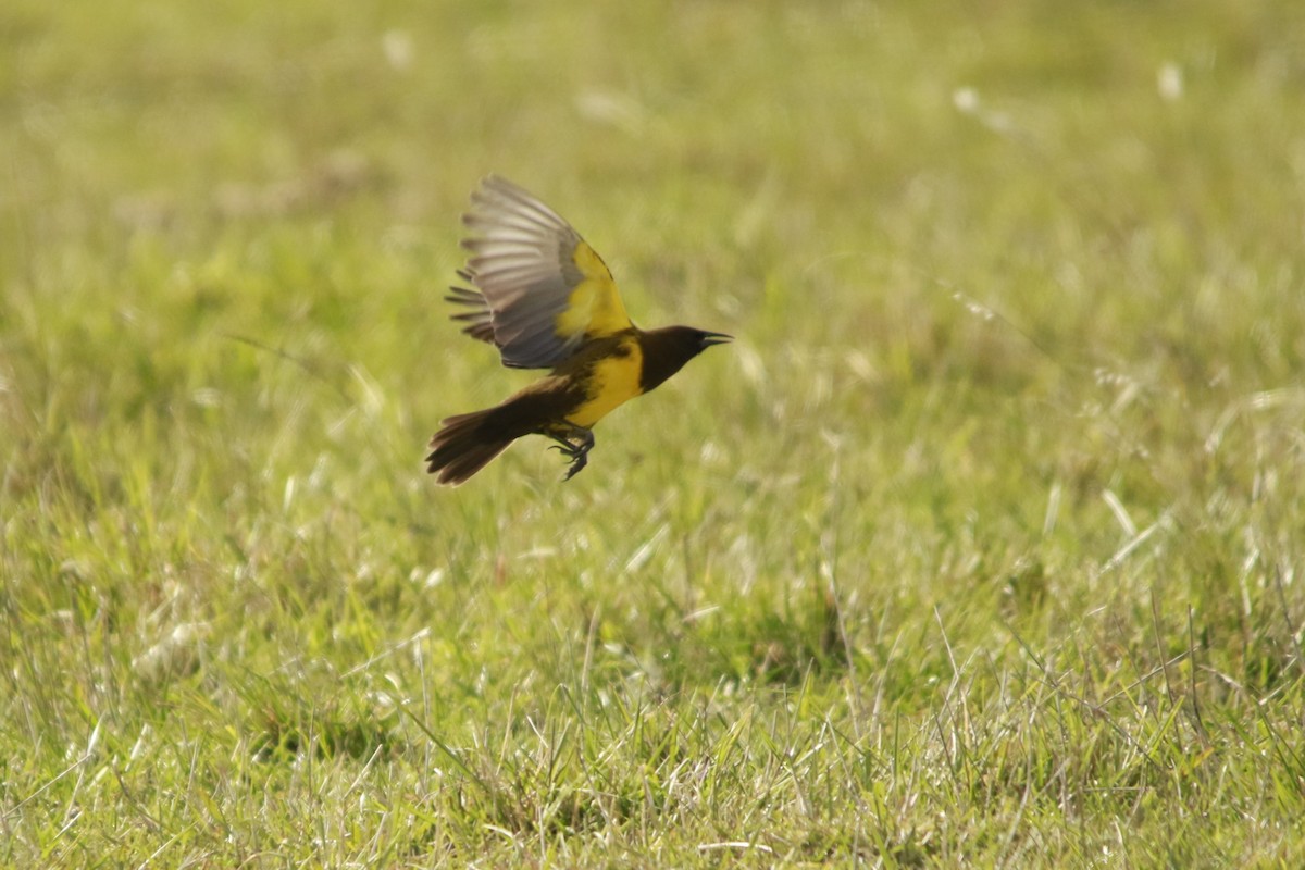 Brown-and-yellow Marshbird - ML619006096