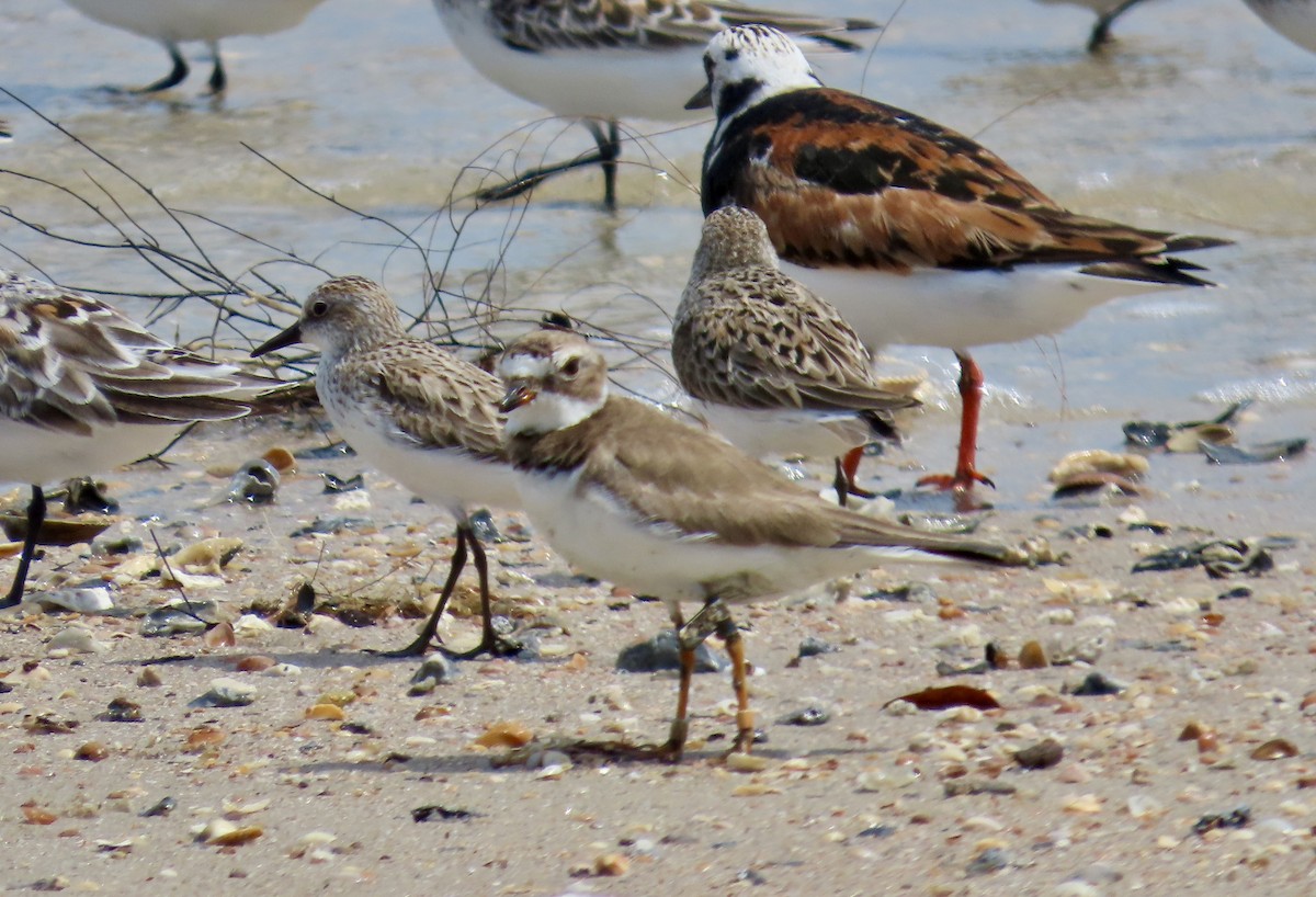 Semipalmated Plover - ML619006110
