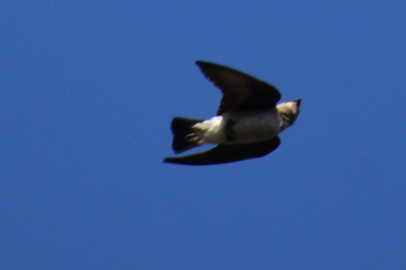 Northern Rough-winged Swallow - Adrian Romo Garcia