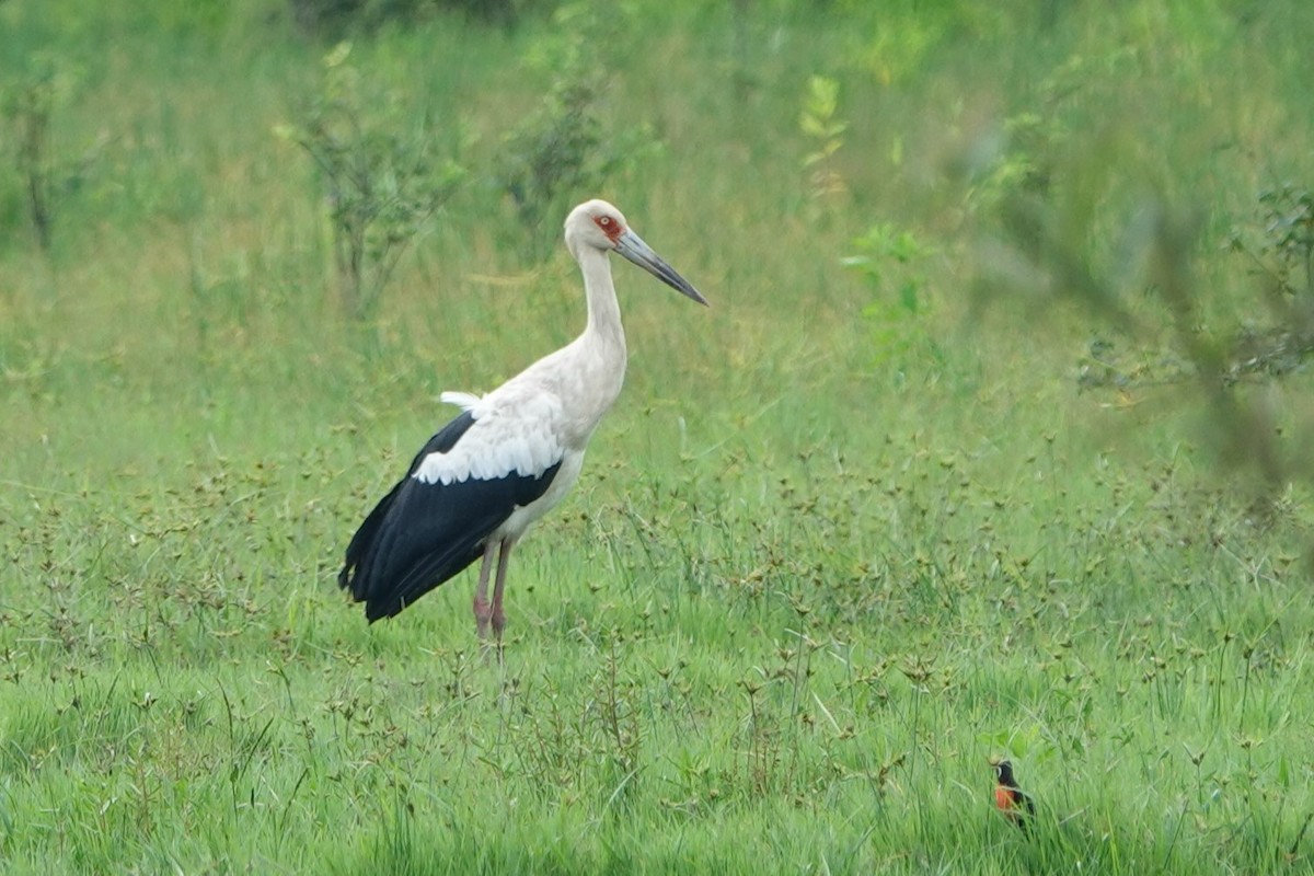 Maguari Stork - ML619006168
