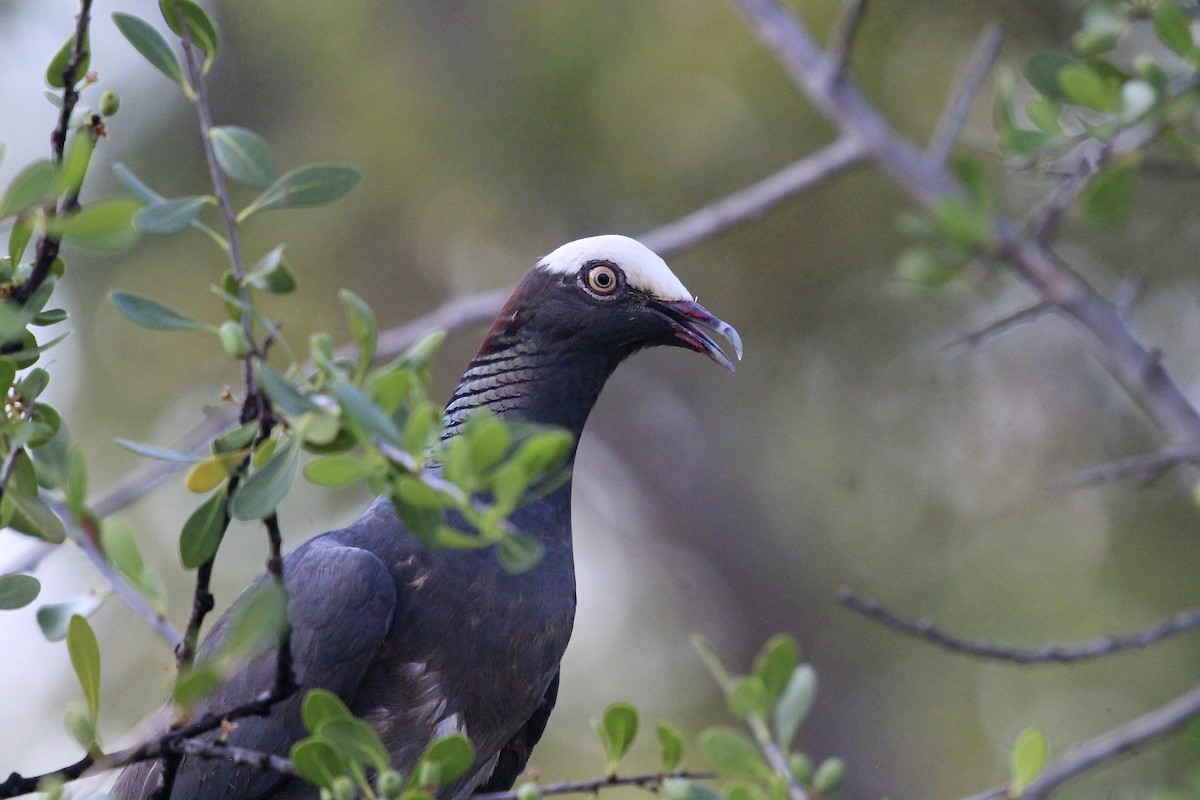 White-crowned Pigeon - ML619006176