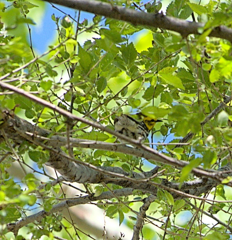 Black-throated Green Warbler - ML619006195