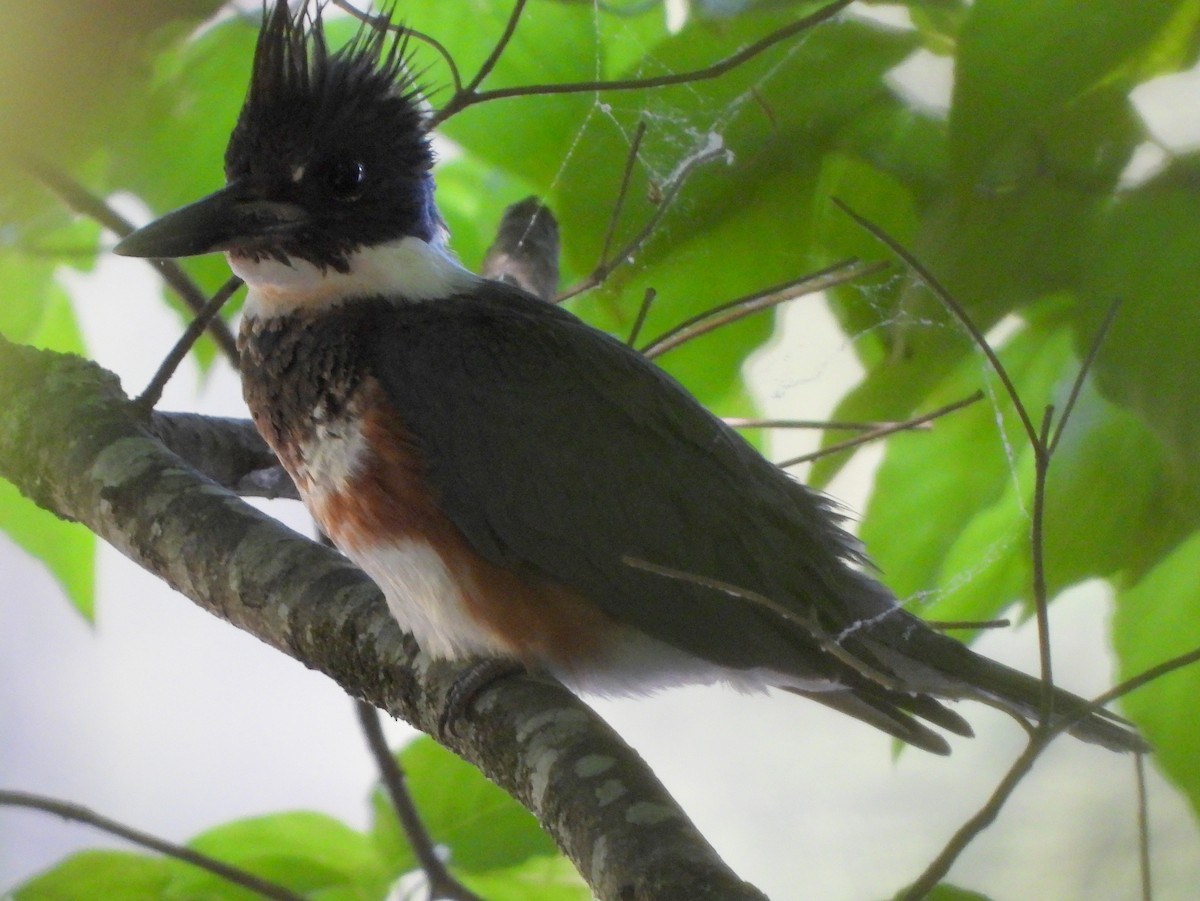 Belted Kingfisher - ML619006213