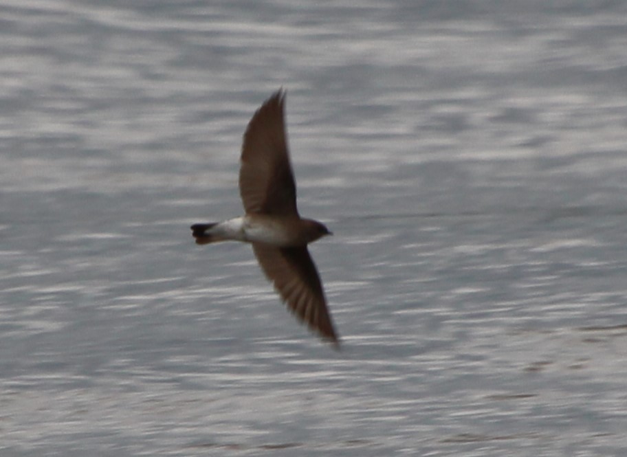 Northern Rough-winged Swallow - Stephen Price