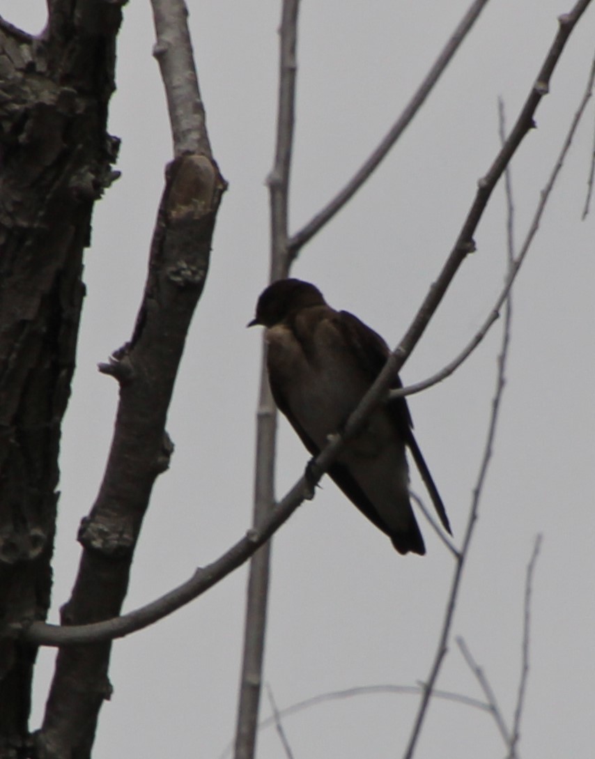 Northern Rough-winged Swallow - ML619006224
