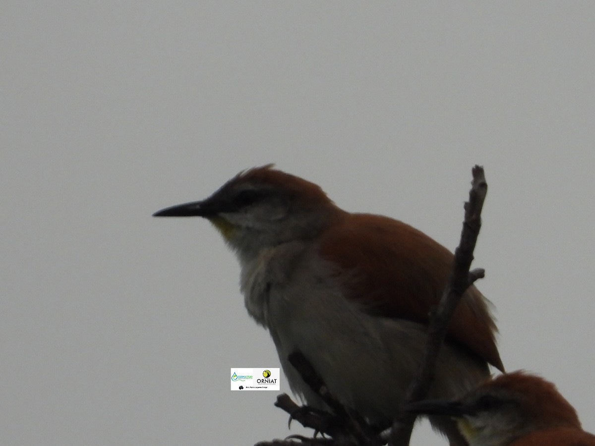Yellow-chinned Spinetail - ML619006269