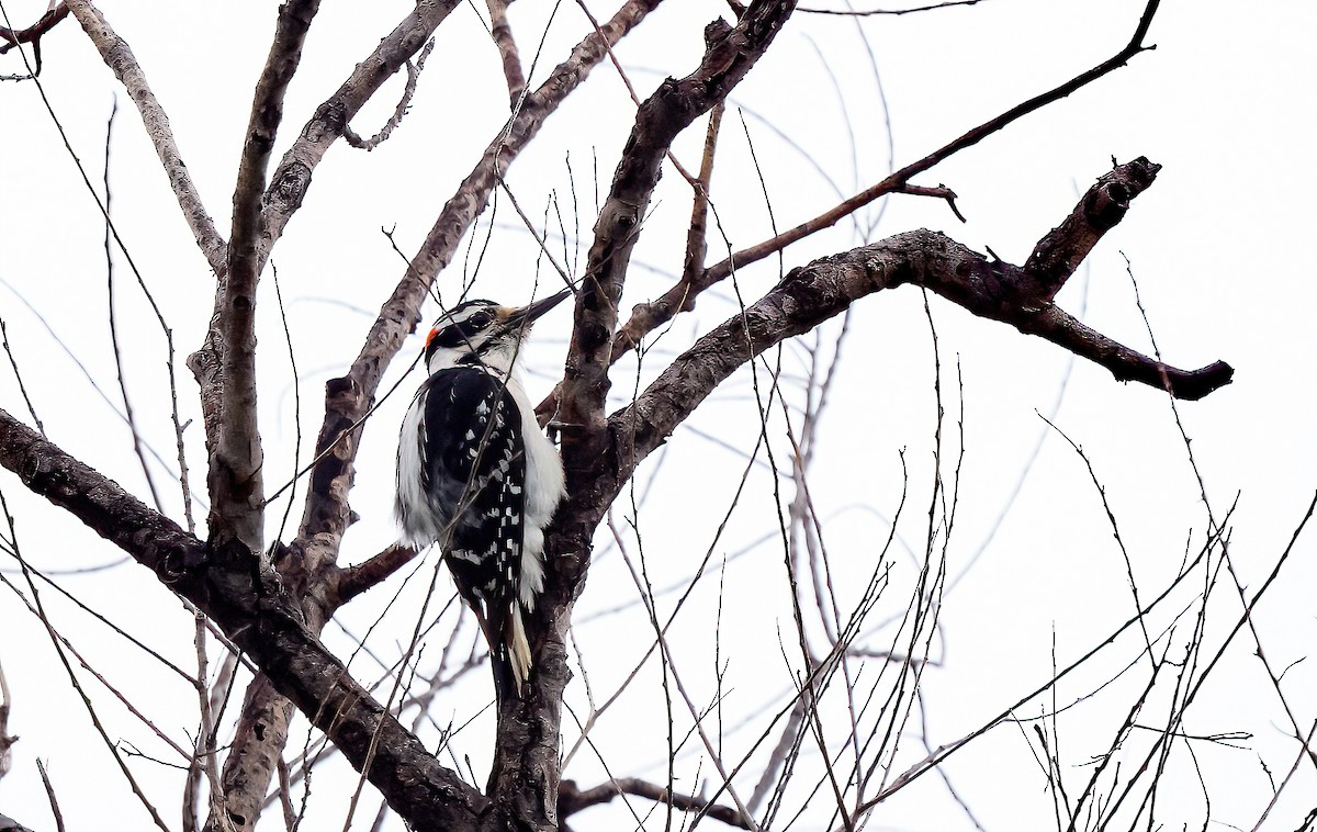 Hairy Woodpecker (Eastern) - ML619006270