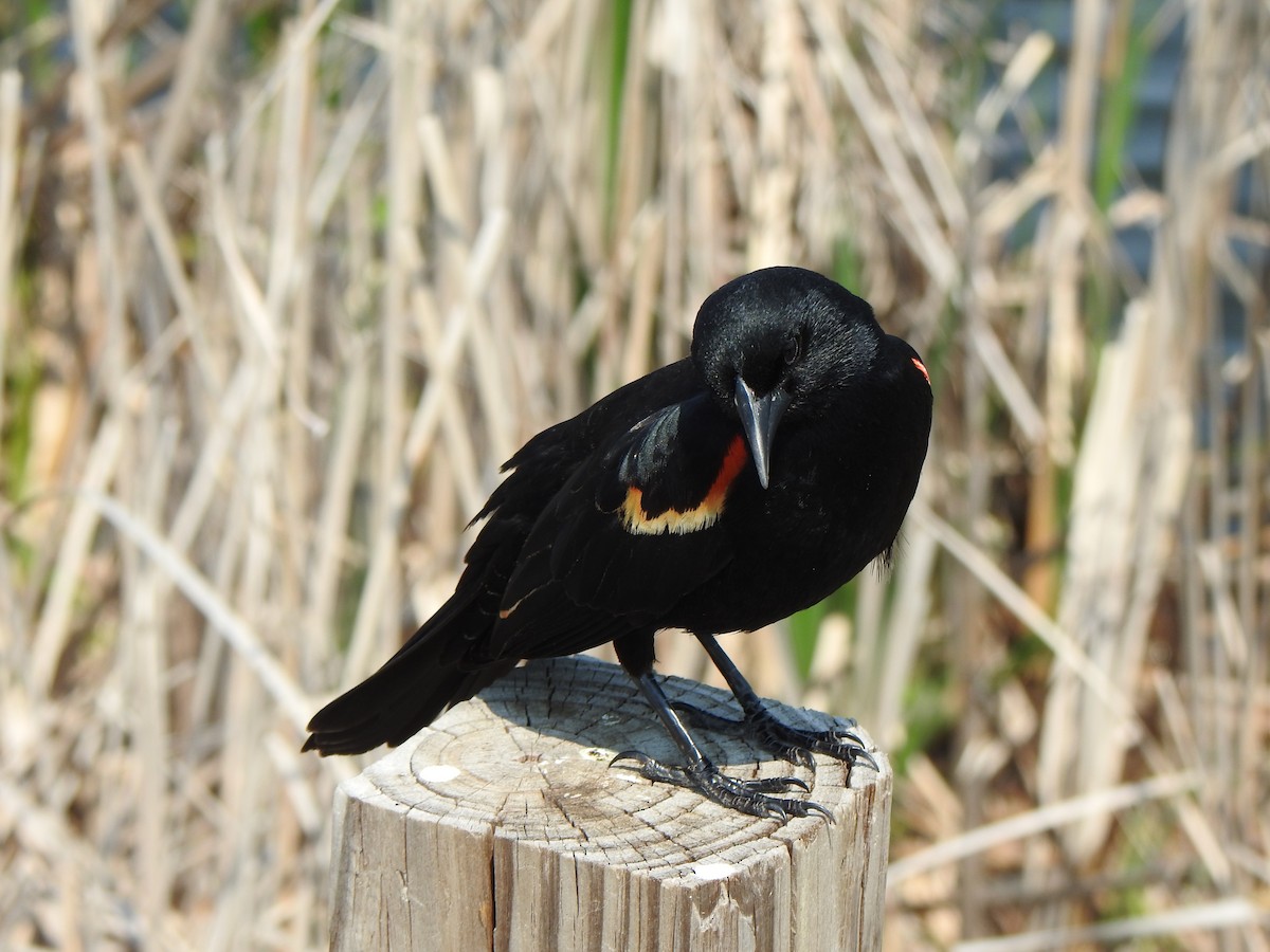 Red-winged Blackbird (Red-winged) - ML619006314