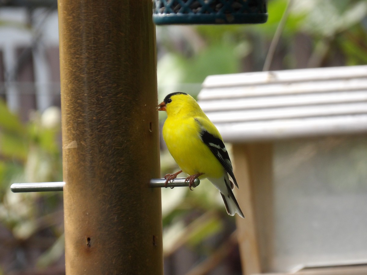 American Goldfinch - undefined