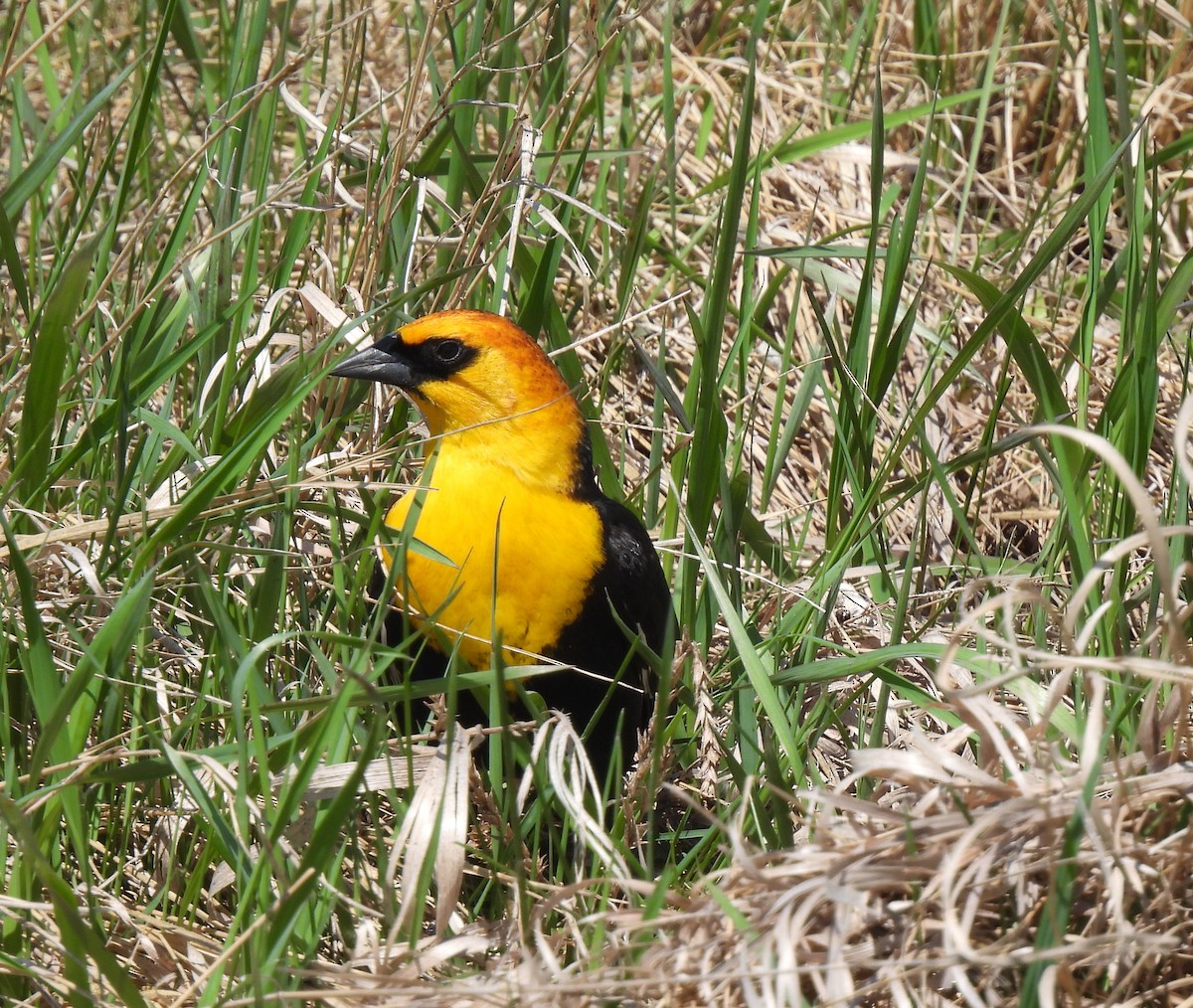 Yellow-headed Blackbird - ML619006346