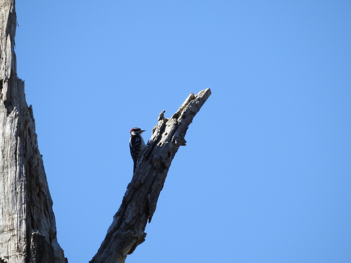 Downy Woodpecker - ML619006358