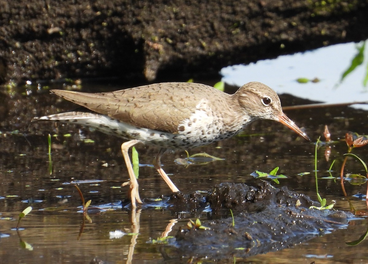 Spotted Sandpiper - Chris Wiles