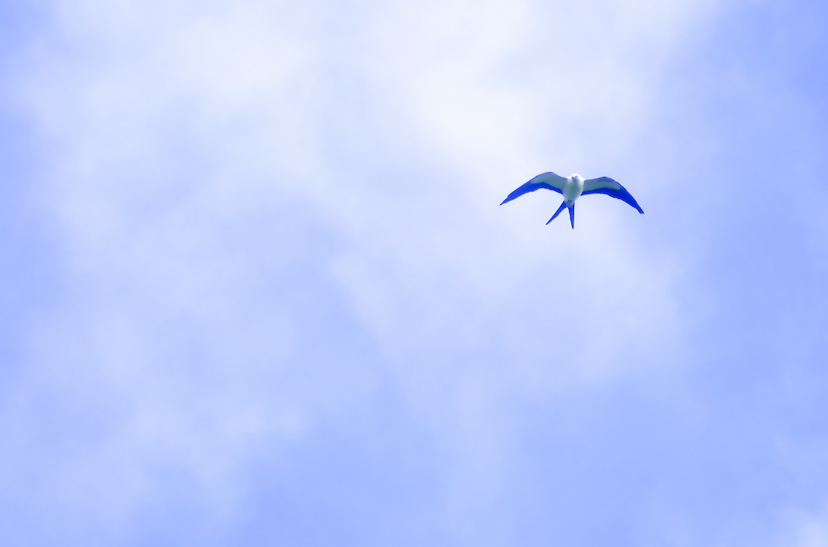Swallow-tailed Kite - ML619006397