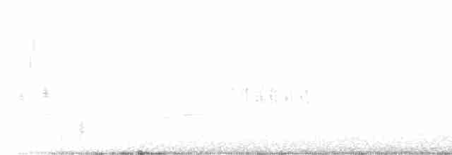 Antillennachtschwalbe - ML619006402