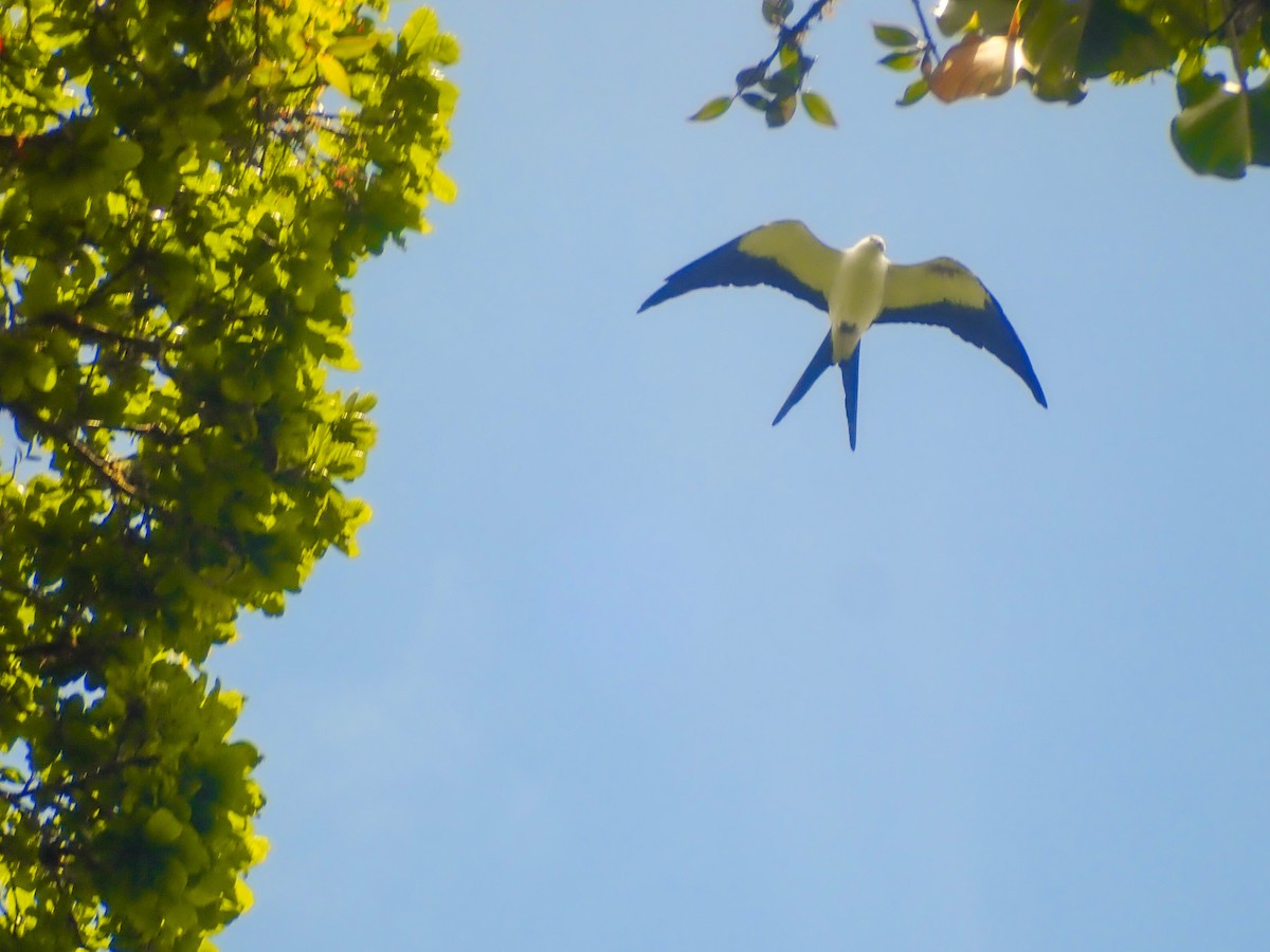 Swallow-tailed Kite - ML619006421