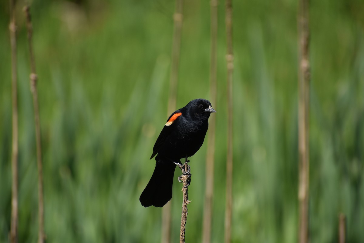 Red-winged Blackbird - ML619006431