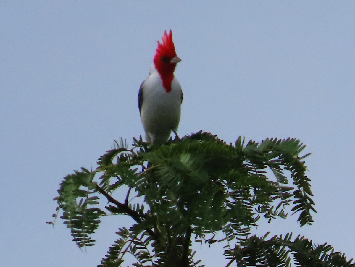 Red-crested Cardinal - ML619006480