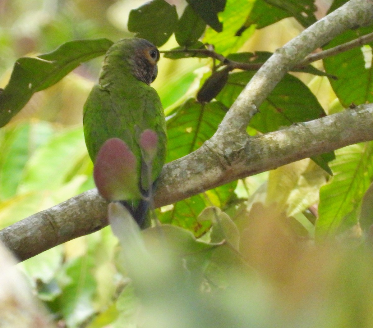 Brown-throated Parakeet - ML619006494