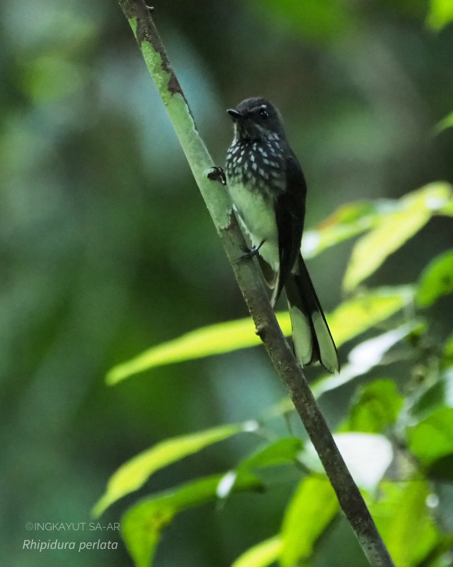 Spotted Fantail - Ingkayut Sa-ar