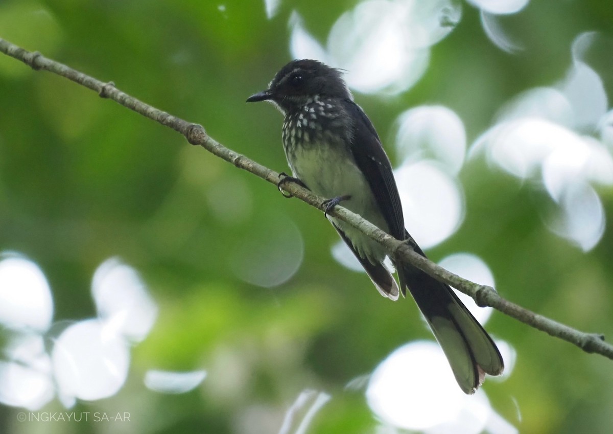 Spotted Fantail - Ingkayut Sa-ar