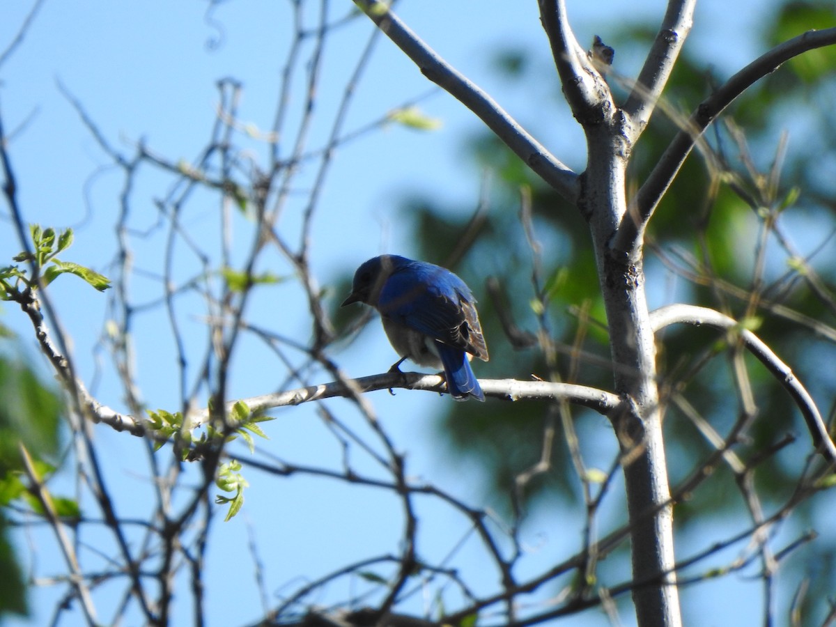 Eastern Bluebird - Liren Varghese