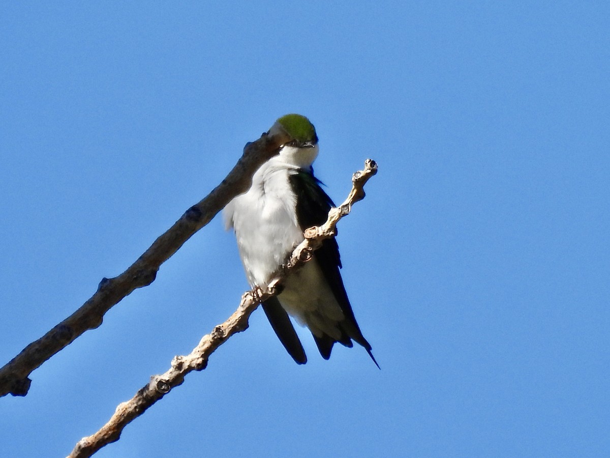 Violet-green Swallow - ML619006501