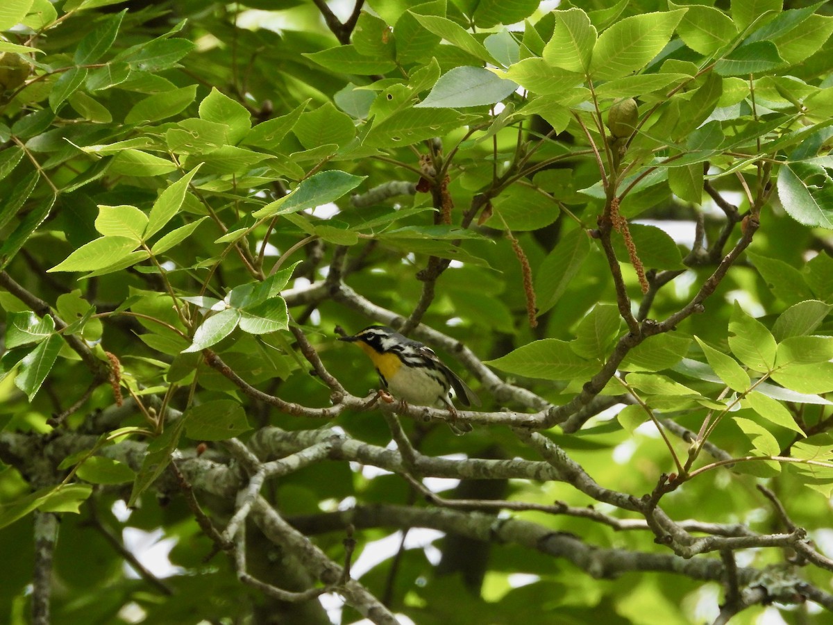 Yellow-throated Warbler - ML619006544
