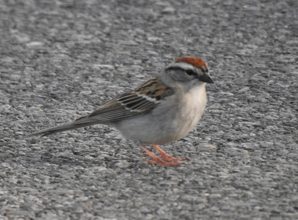 Chipping Sparrow - ML619006552