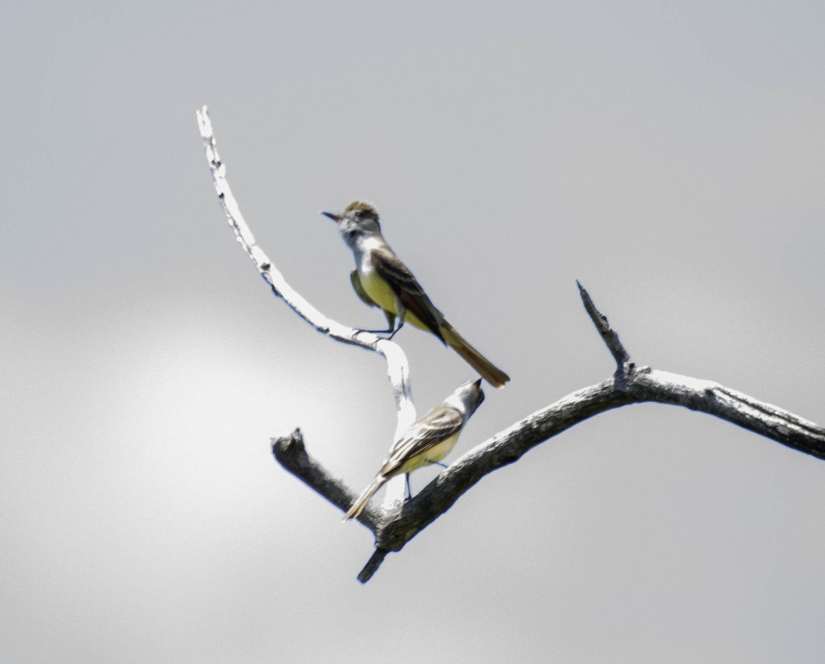 Great Crested Flycatcher - ML619006556