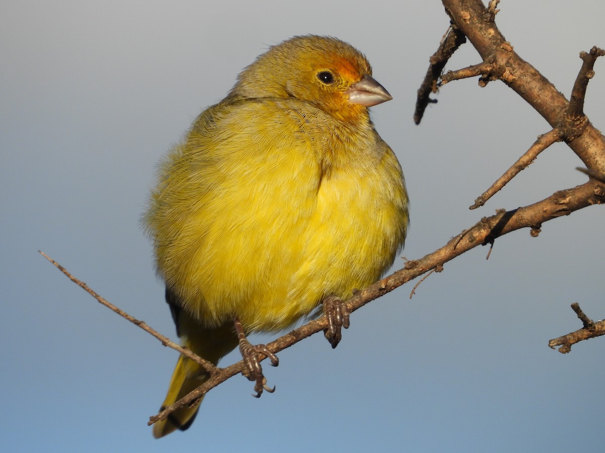 Saffron Finch - Más Aves