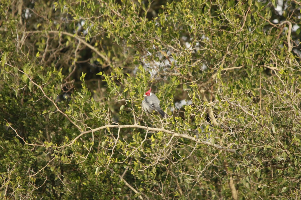 Red-crested Cardinal - ML619006583