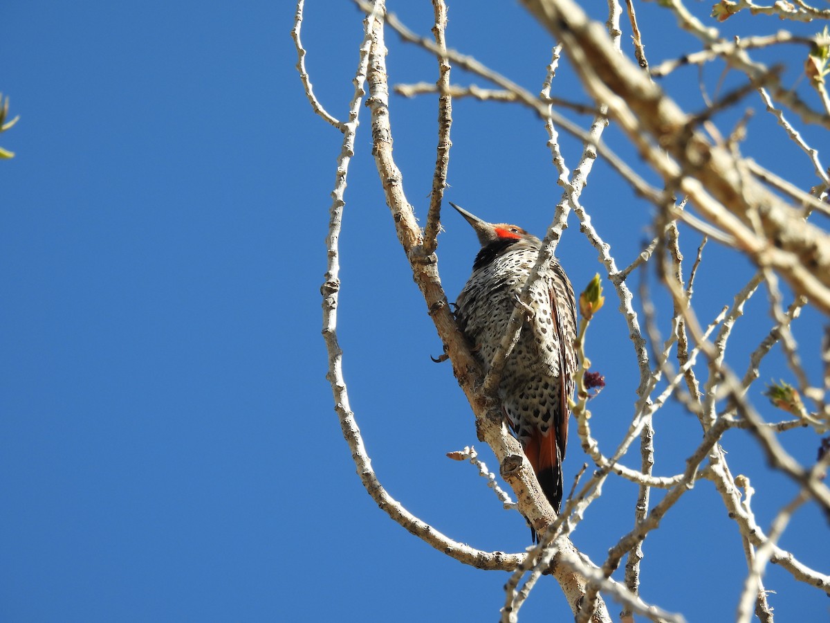 Northern Flicker (Red-shafted) - ML619006595