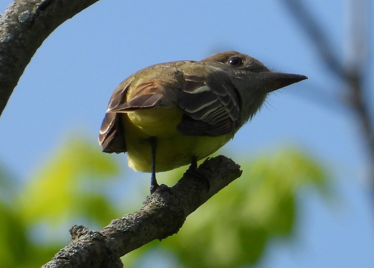 Great Crested Flycatcher - ML619006613
