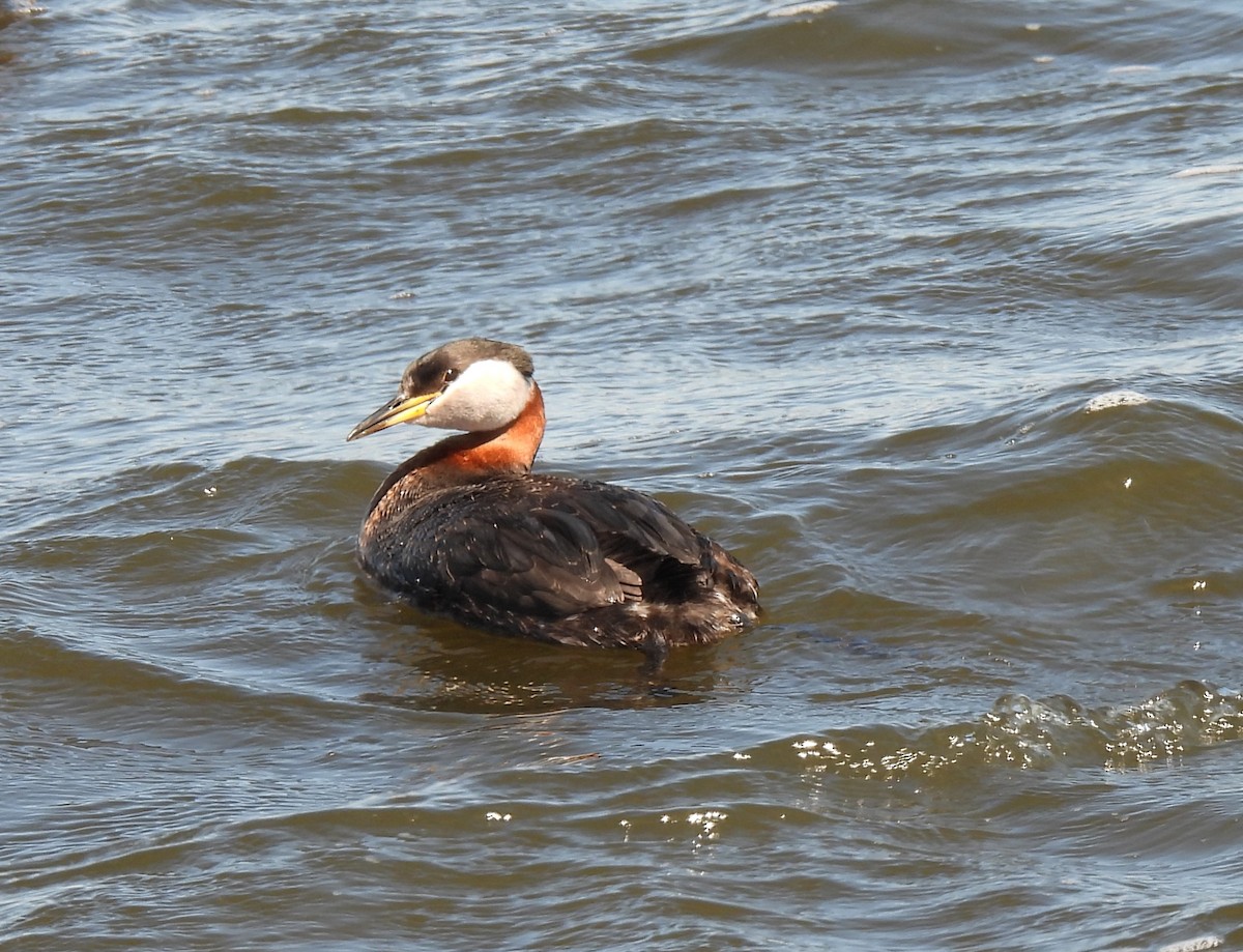 Red-necked Grebe - ML619006622