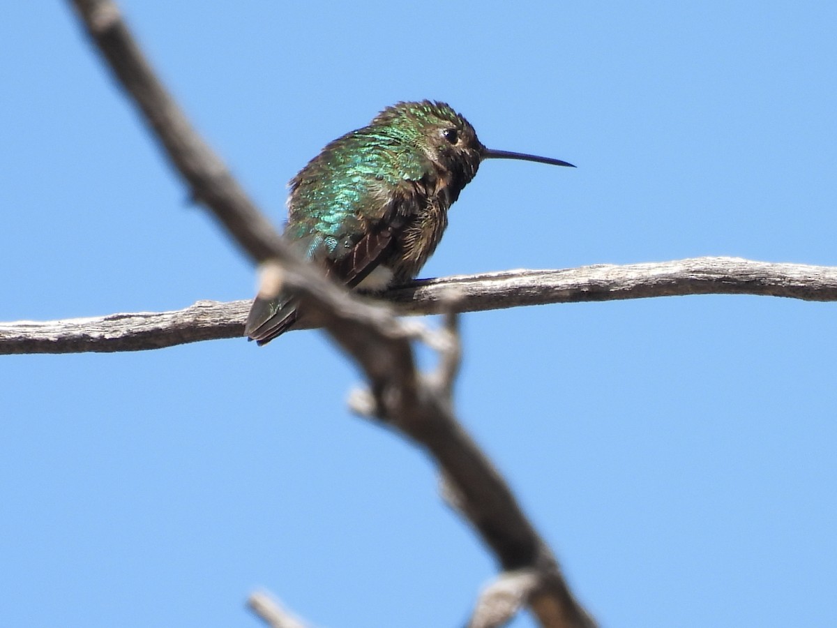Broad-tailed Hummingbird - ML619006631